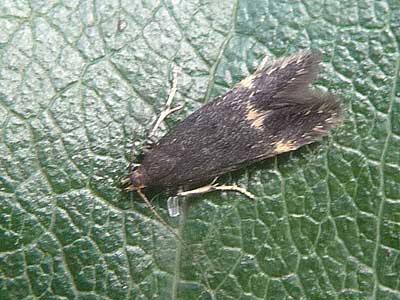 Oxypteryx atrella 