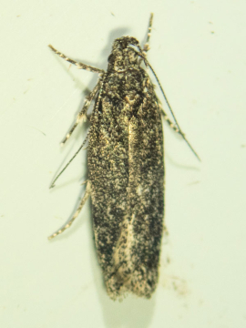 Gelechia nigra 