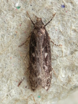 Gelechia sororculella 
