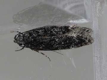 Gelechia nigra 