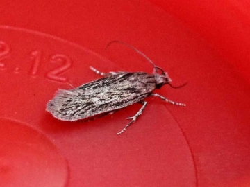 Gelechia senticetella 