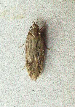Gelechia senticetella 