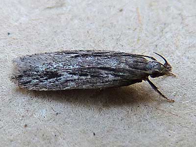 Gelechia senticetella 