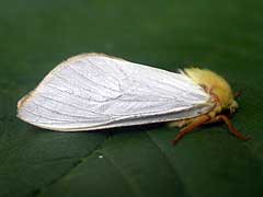 Hepialus humuli 
