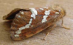 Phymatopus hecta 