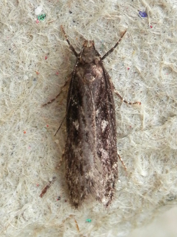 Gelechia sororculella 