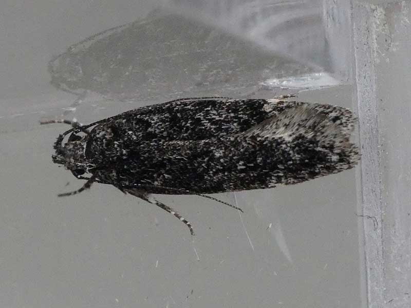 Gelechia nigra 