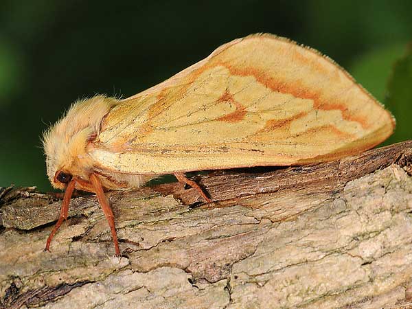 Hepialus humuli 