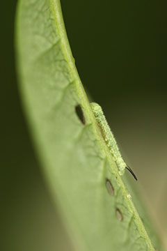 Hemaris fuciformis 