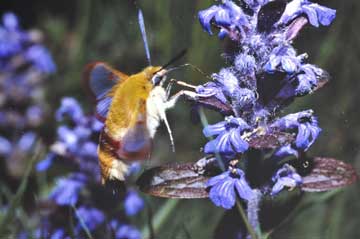 Hemaris fuciformis 