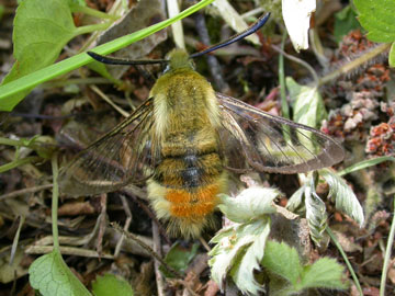 Hemaris tityus 