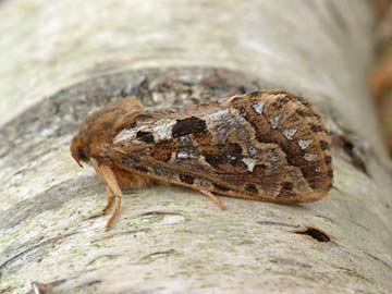 Korscheltellus fusconebulosa 