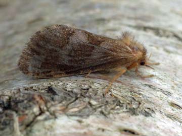 Phymatopus hecta 