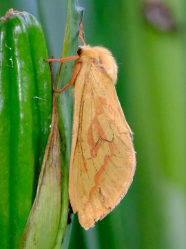 Hepialus humuli 