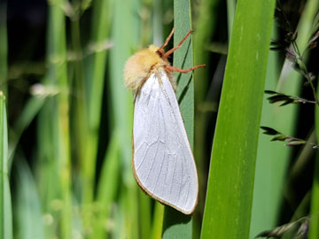 Hepialus humuli 
