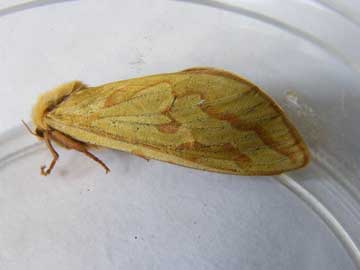 Hepialus humuli 