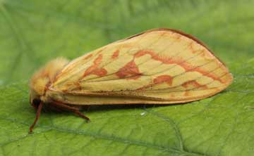 Hepialus humuli 