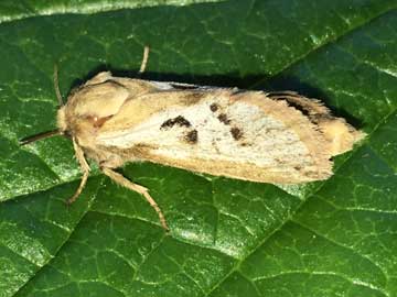Korscheltellus lupulina 
