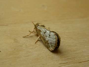 Korscheltellus lupulina 