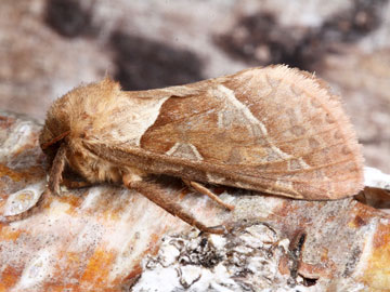 Triodia sylvina 
