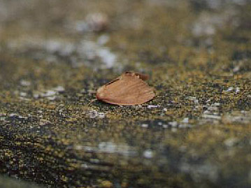 Heterogenea asella 