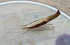 Ypsolopha dentella 