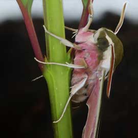 Hyles gallii 