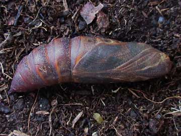 Hyles gallii 