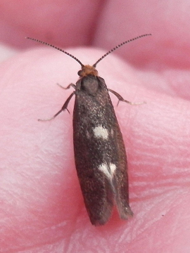 Incurvaria masculella 