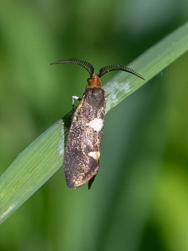 Incurvaria masculella 