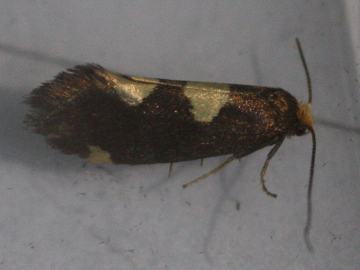 Incurvaria oehlmanniella 