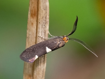 Incurvaria masculella 