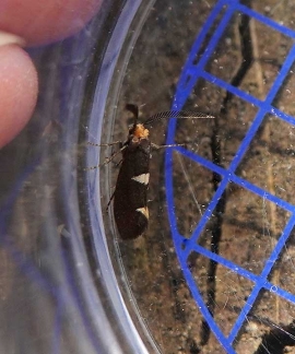 Incurvaria masculella 