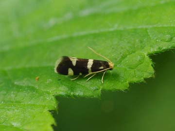 Incurvaria praelatella 