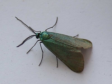 Jordanita globulariae 
