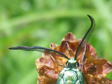 Jordanita globulariae 