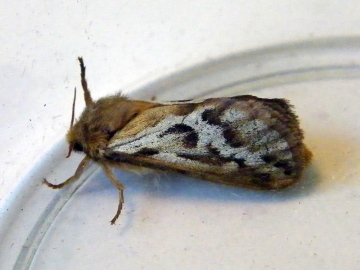 Korscheltellus lupulina 