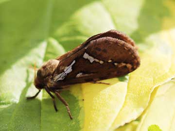 Korscheltellus lupulina 
