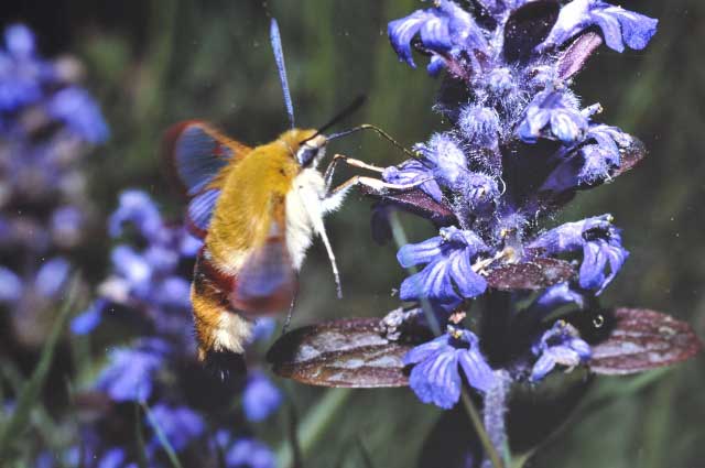 Hemaris fuciformis 