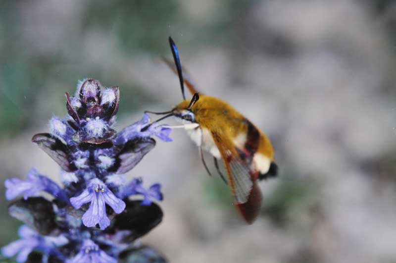 Hemaris fuciformis 