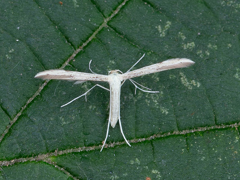 Adaina microdactyla 
