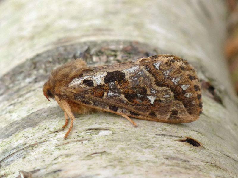 Korscheltellus fusconebulosa 