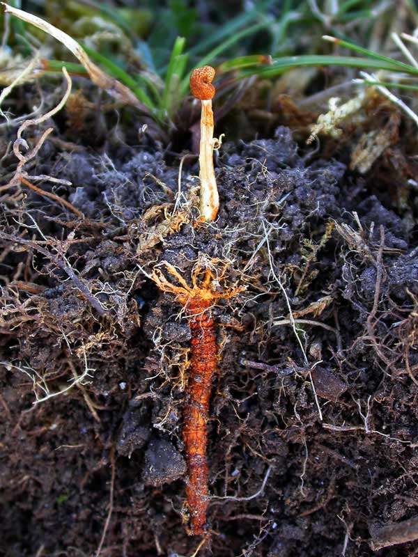 Korscheltellus lupulina 