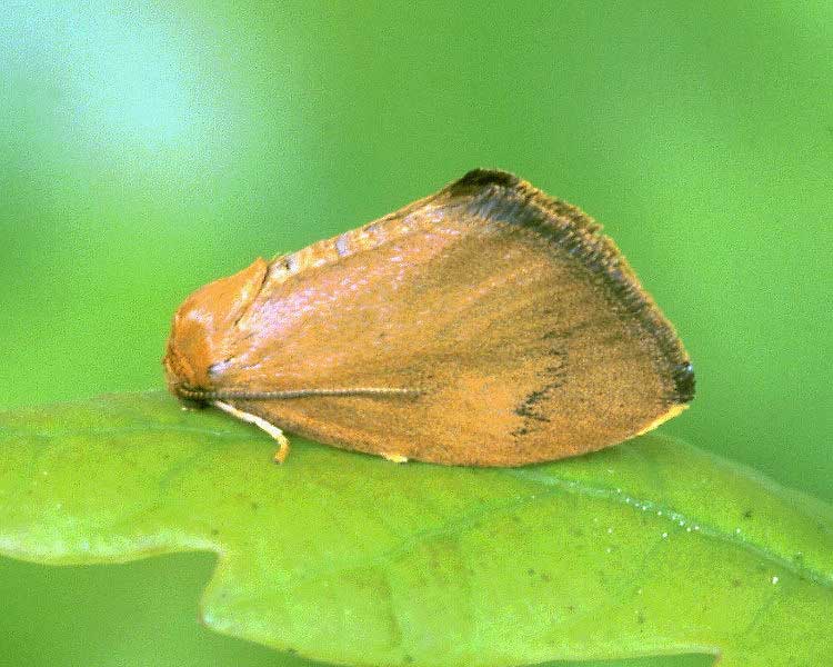 Heterogenea asella 