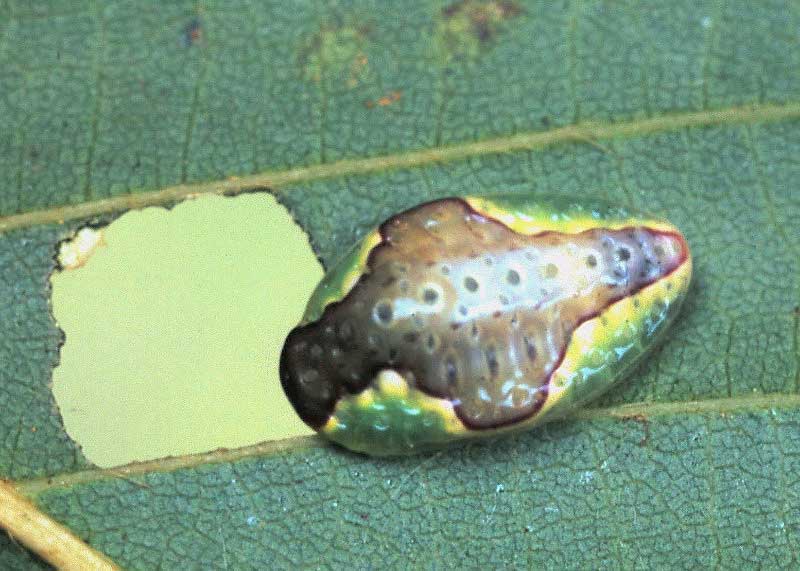 Heterogenea asella 