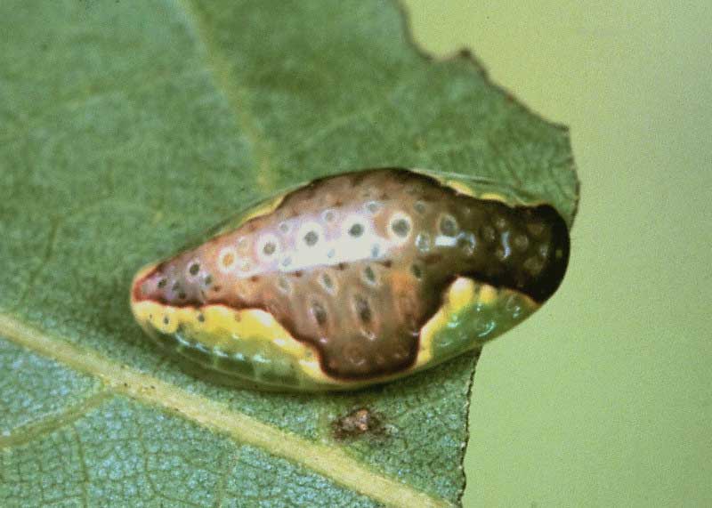 Heterogenea asella 