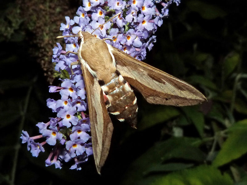 Hyles gallii 