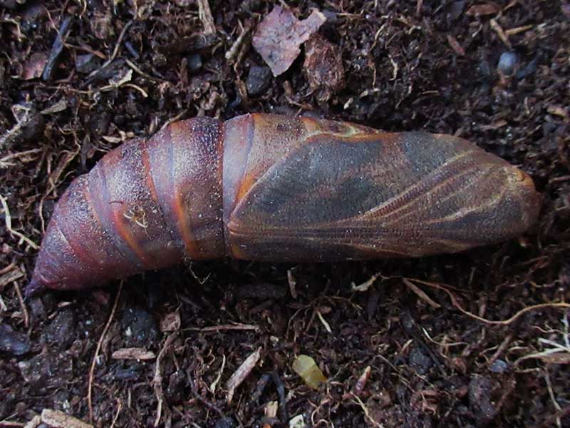 Hyles gallii 