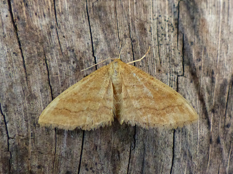 Idaea ochrata 