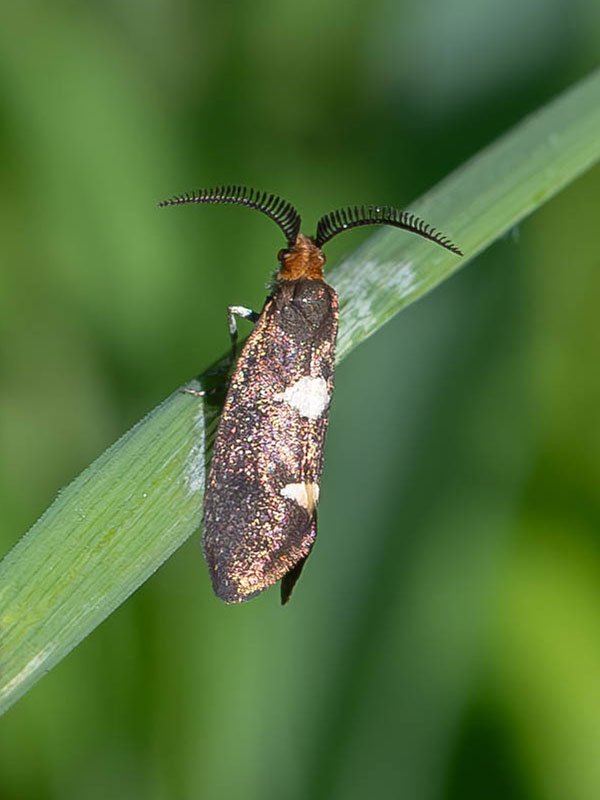 Incurvaria masculella 